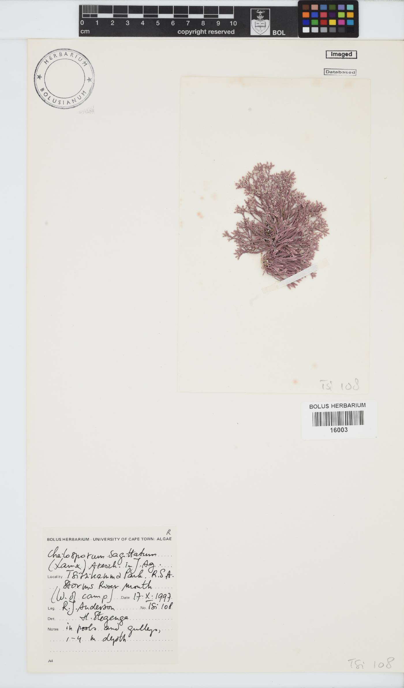 Jania sagittata image