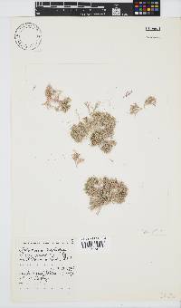 Jania sagittata image