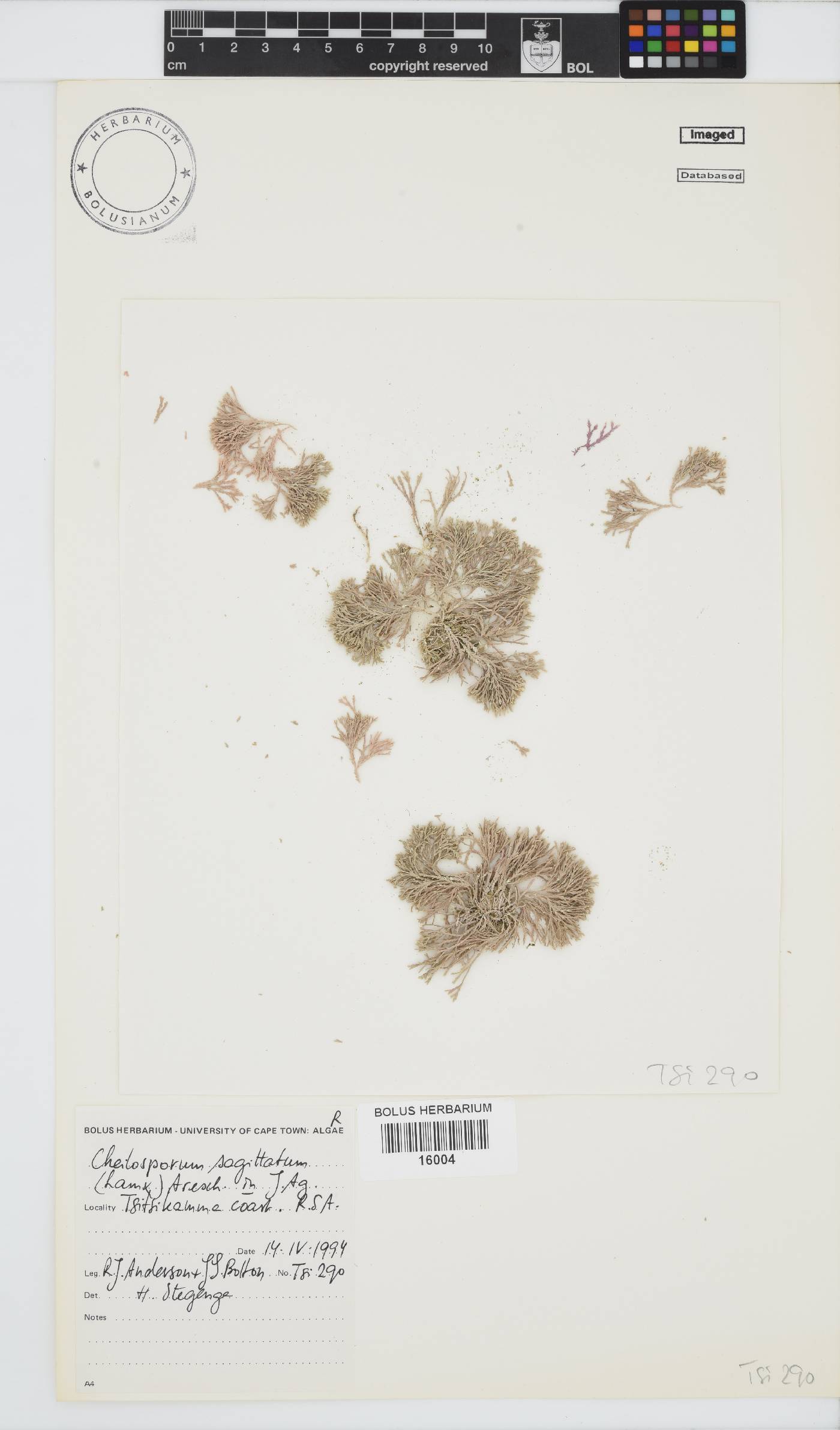 Jania sagittata image