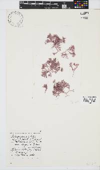 Jania sagittata image