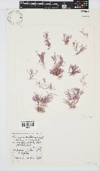 Jania sagittata image
