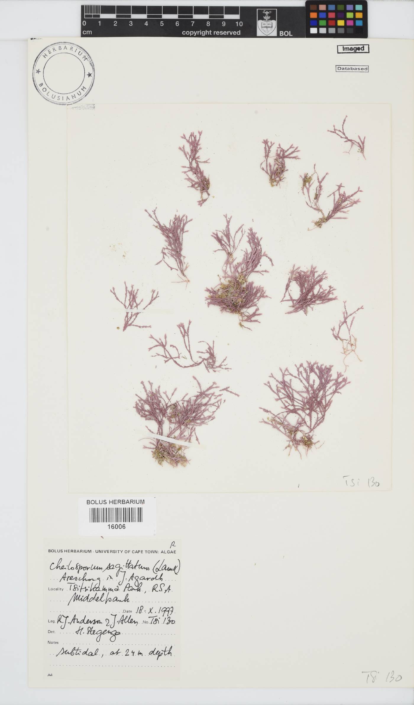 Jania sagittata image
