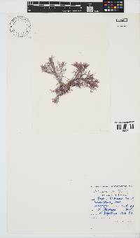 Jania sagittata image