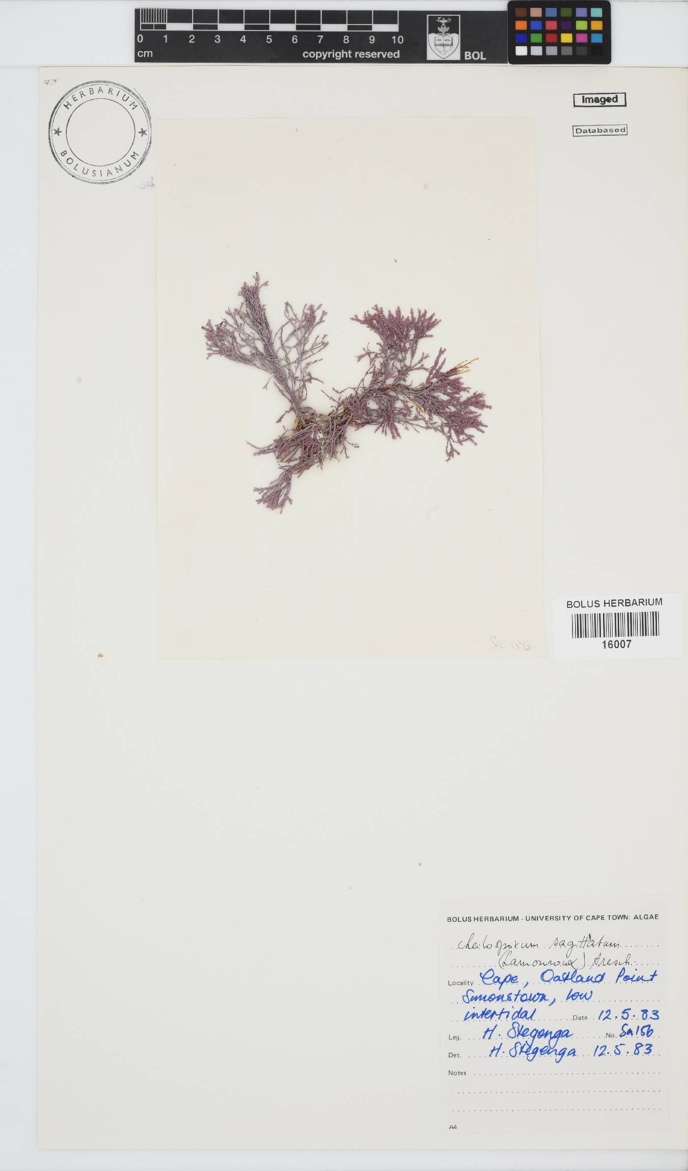 Jania sagittata image