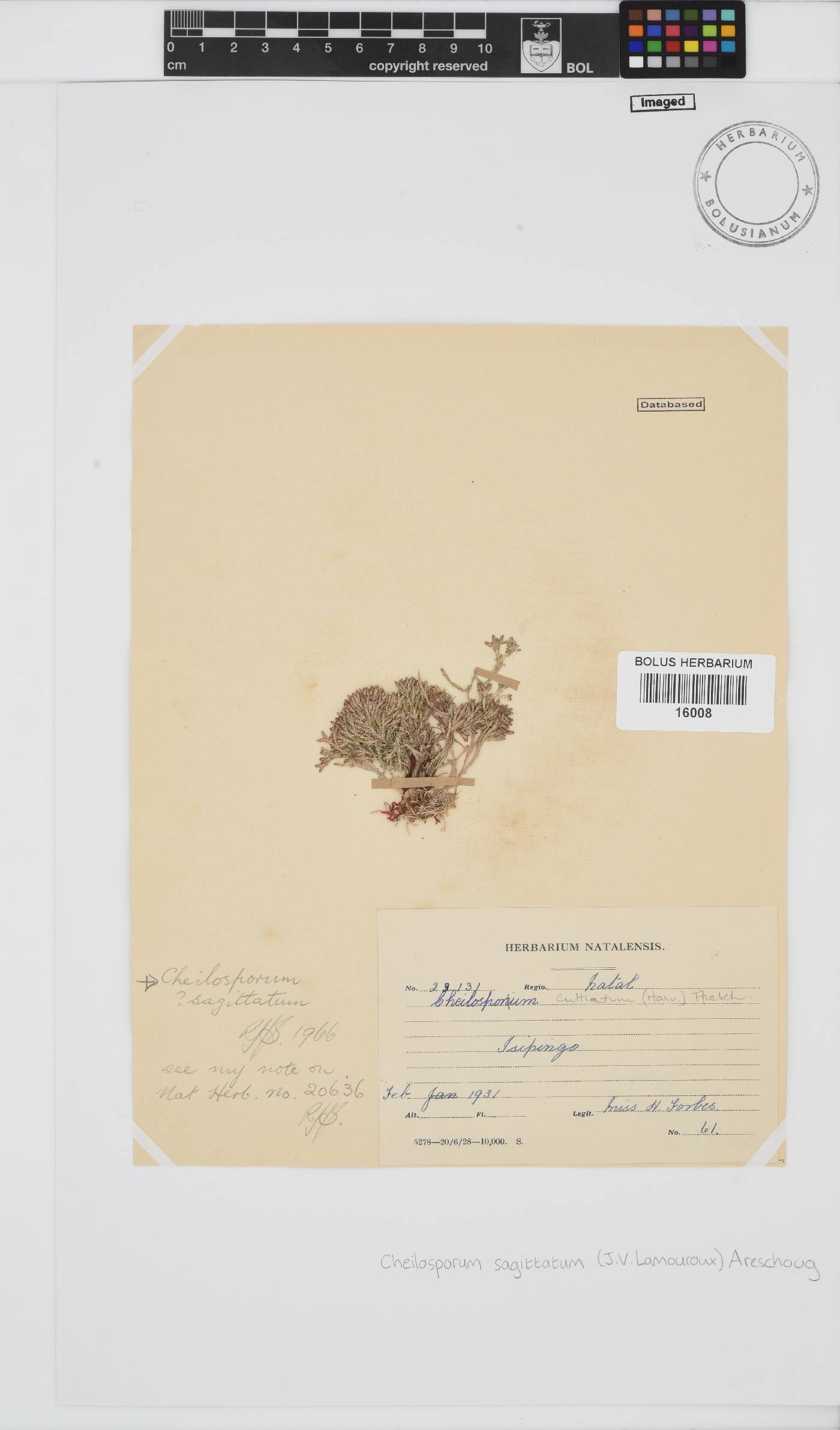 Jania sagittata image