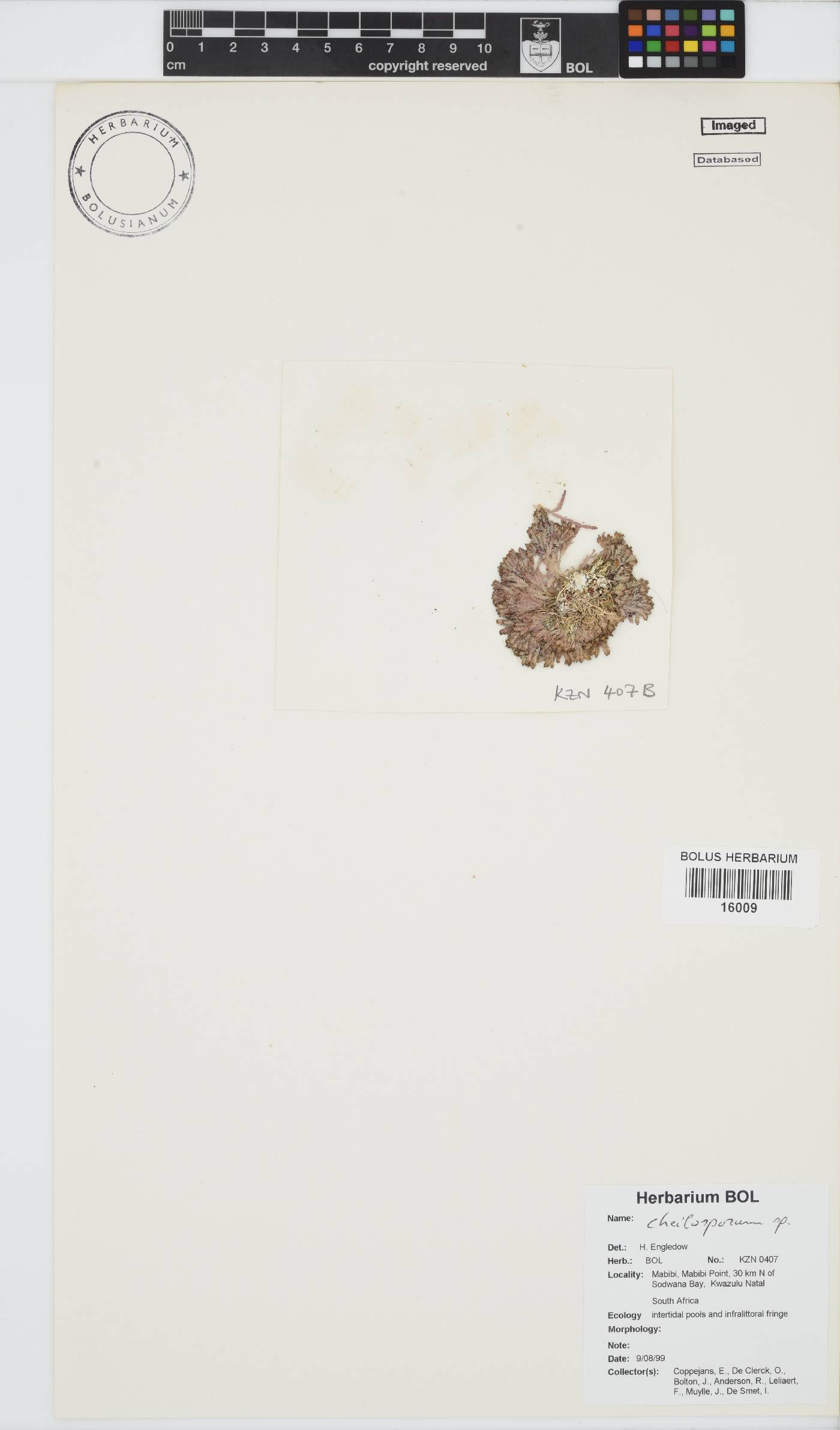 Cheilosporum image