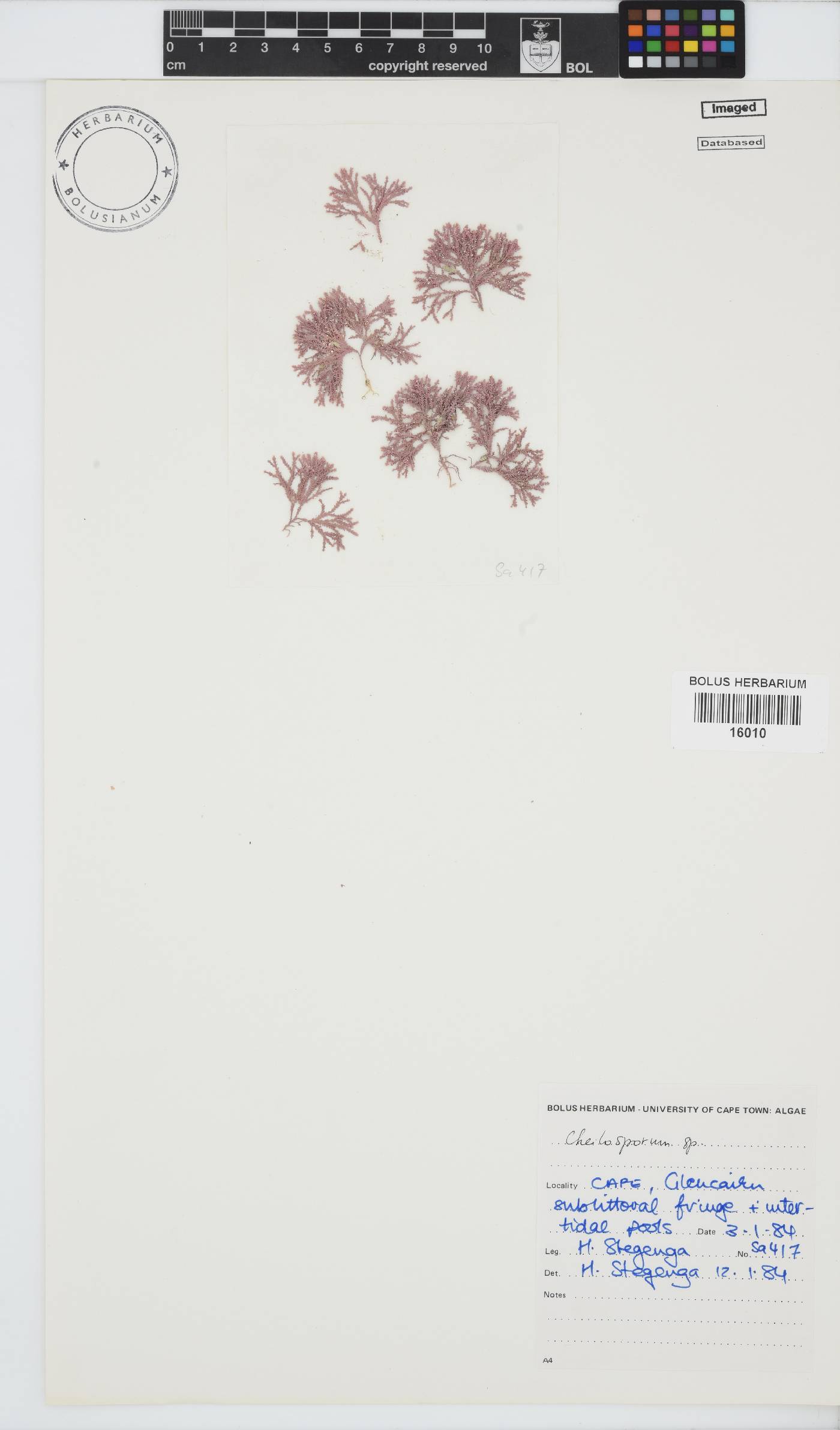 Cheilosporum image