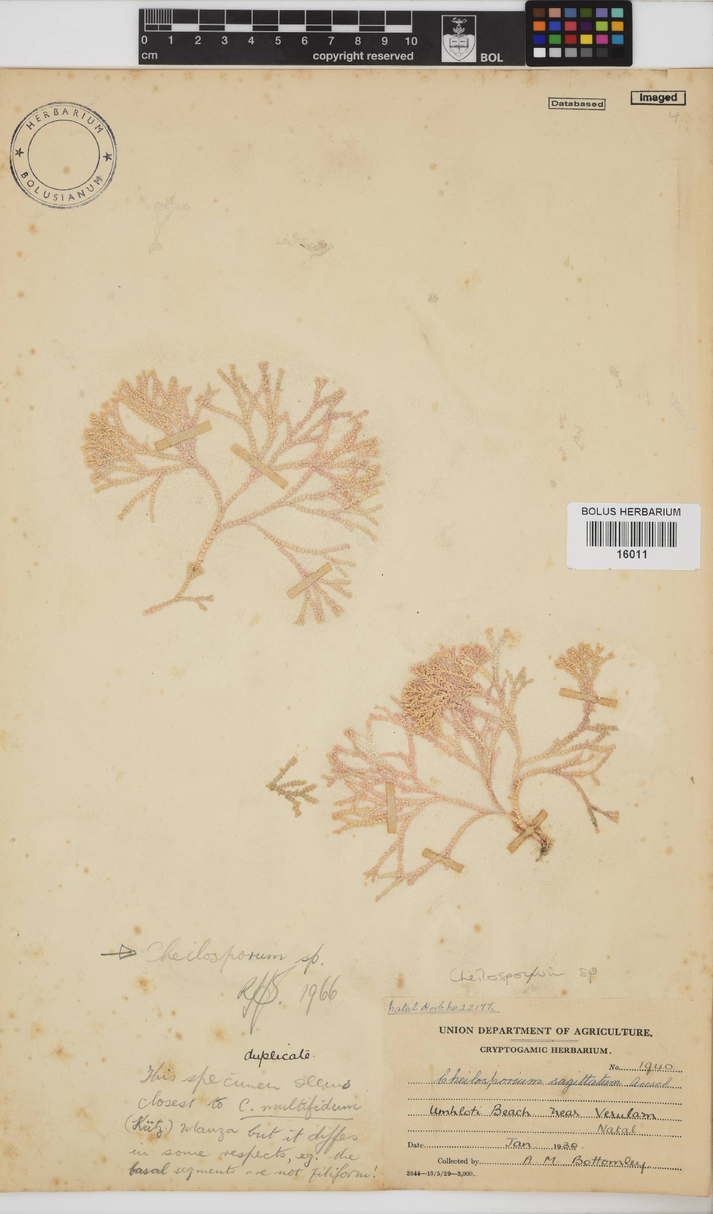 Cheilosporum image