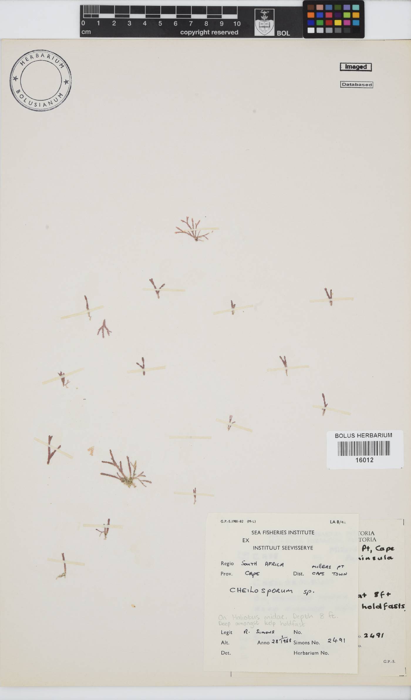 Cheilosporum image