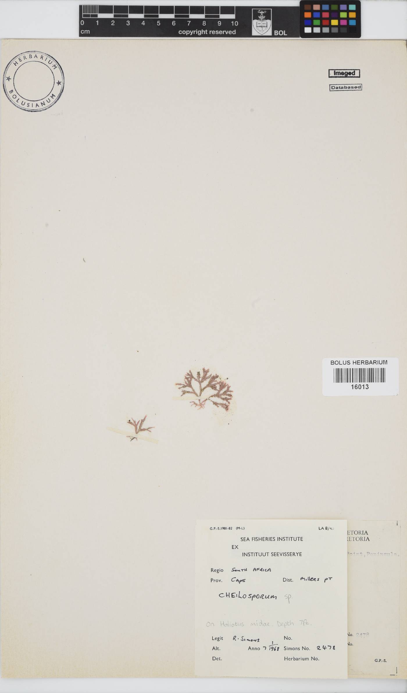 Cheilosporum image