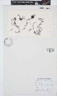 Image of Chondria capensis