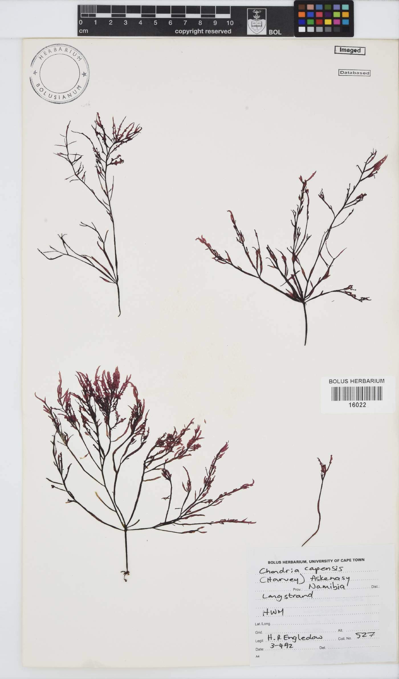 Chondria image