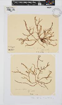 Chondria capensis image