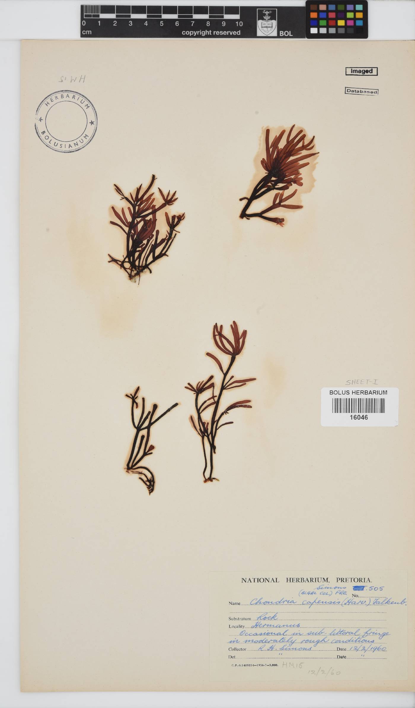 Chondria image
