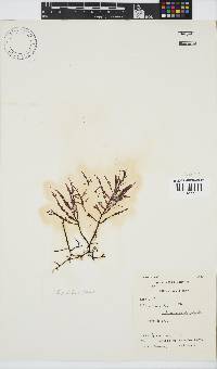 Chondria capensis image