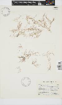 Image of Chondria dasyphylla