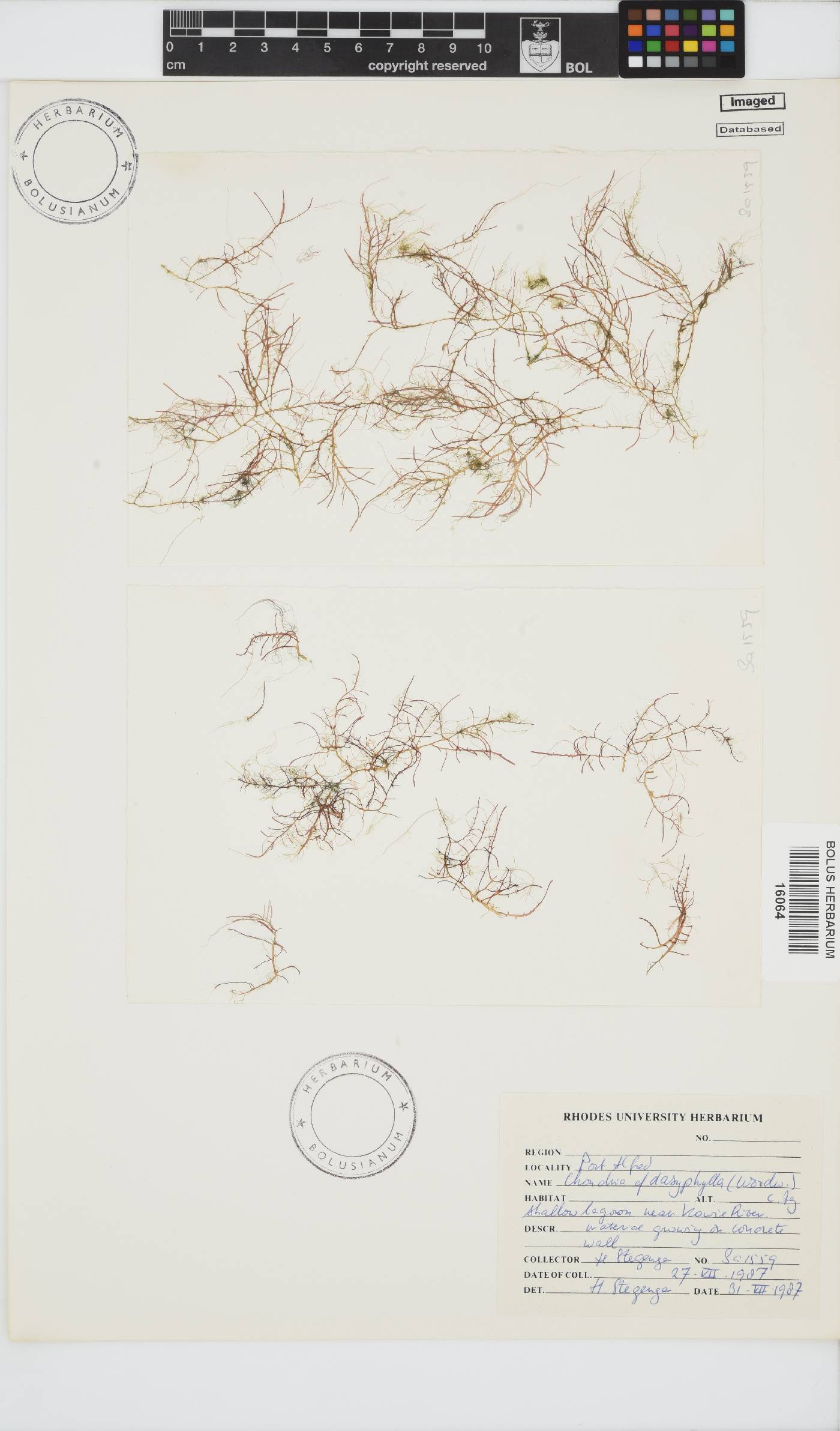 Chondria dasyphylla image