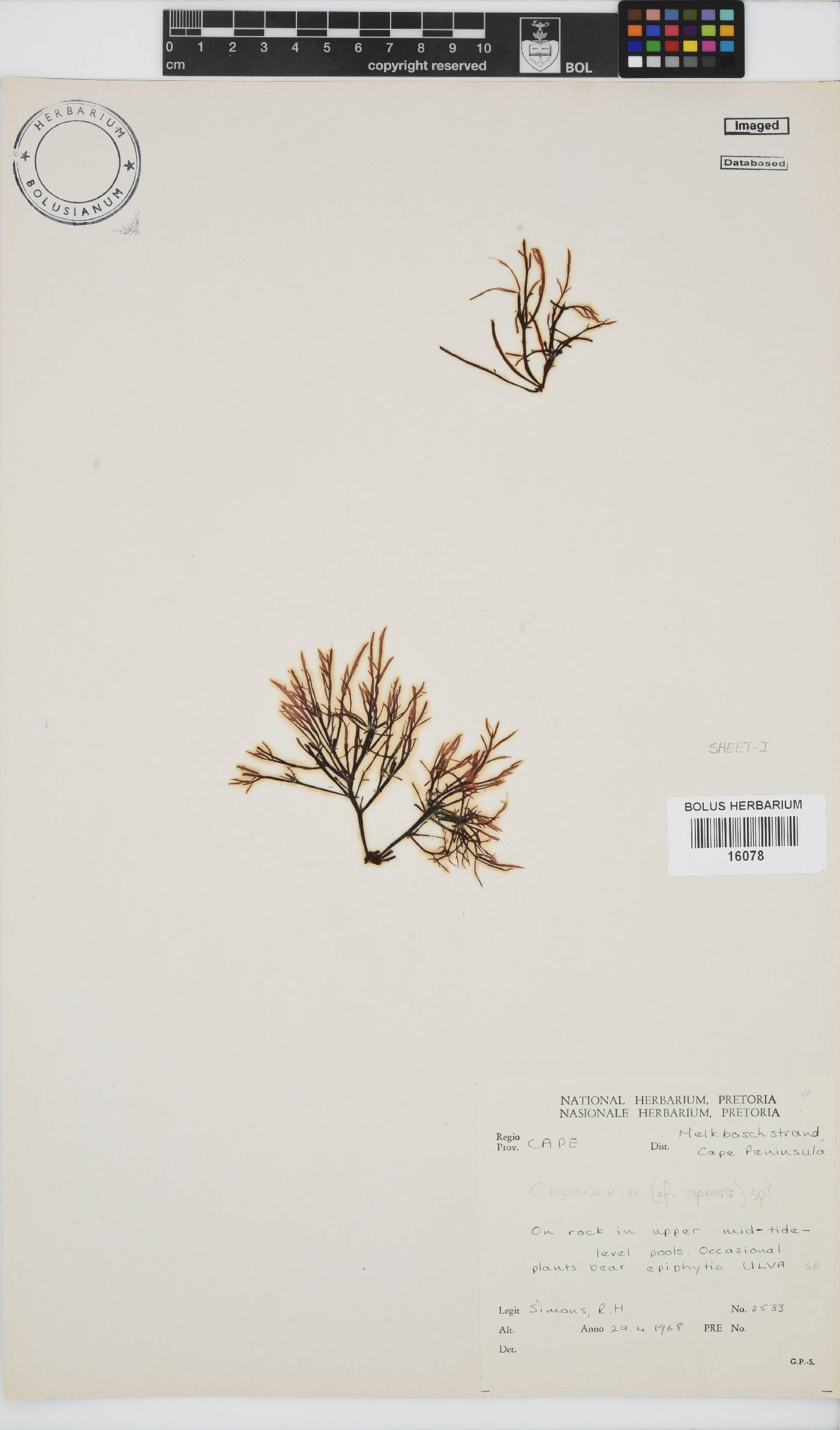 Chondria capensis image