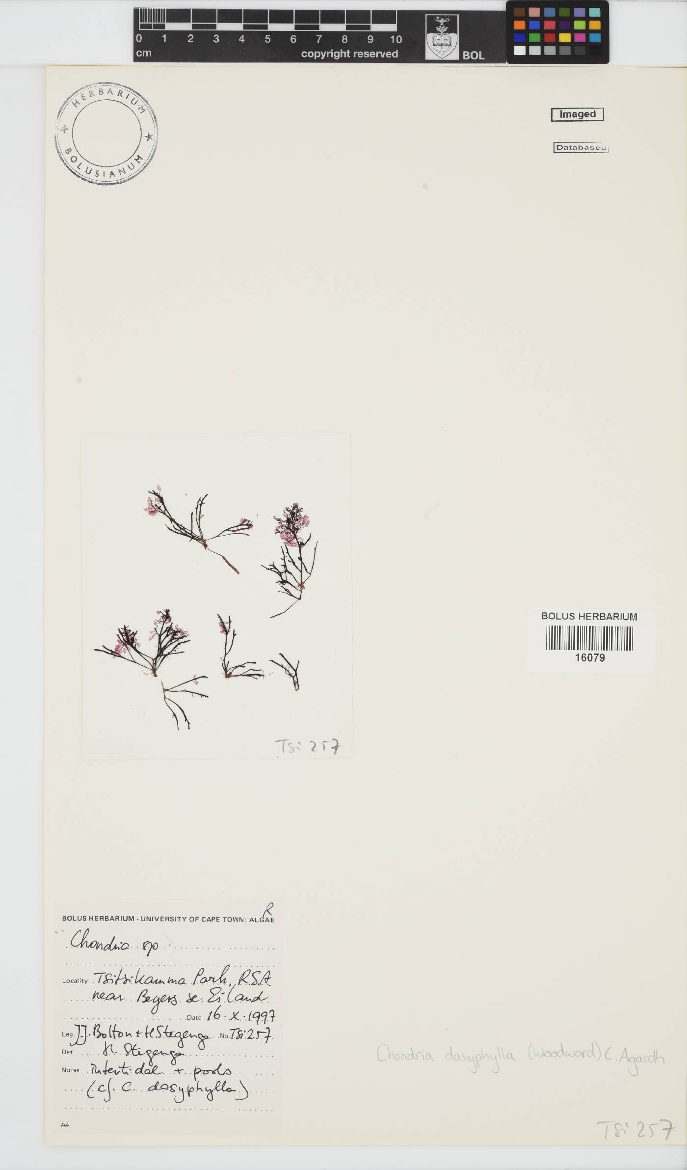 Chondria dasyphylla image