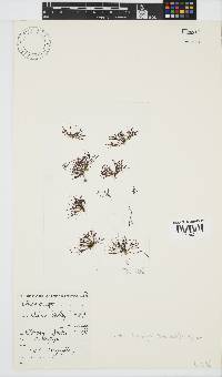 Chondria dasyphylla image