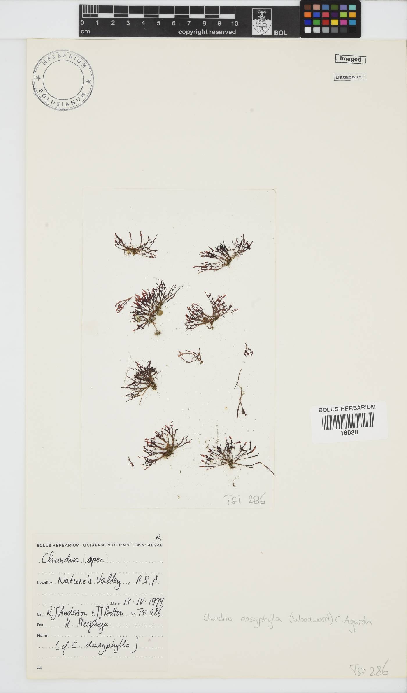 Chondria dasyphylla image
