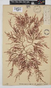 Chylocladia capensis image
