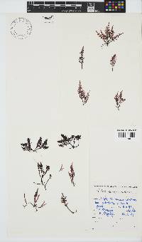 Chylocladia capensis image
