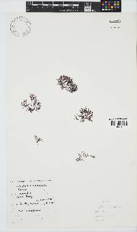 Chylocladia capensis image