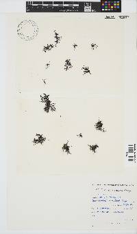 Chylocladia capensis image