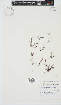 Chylocladia capensis image