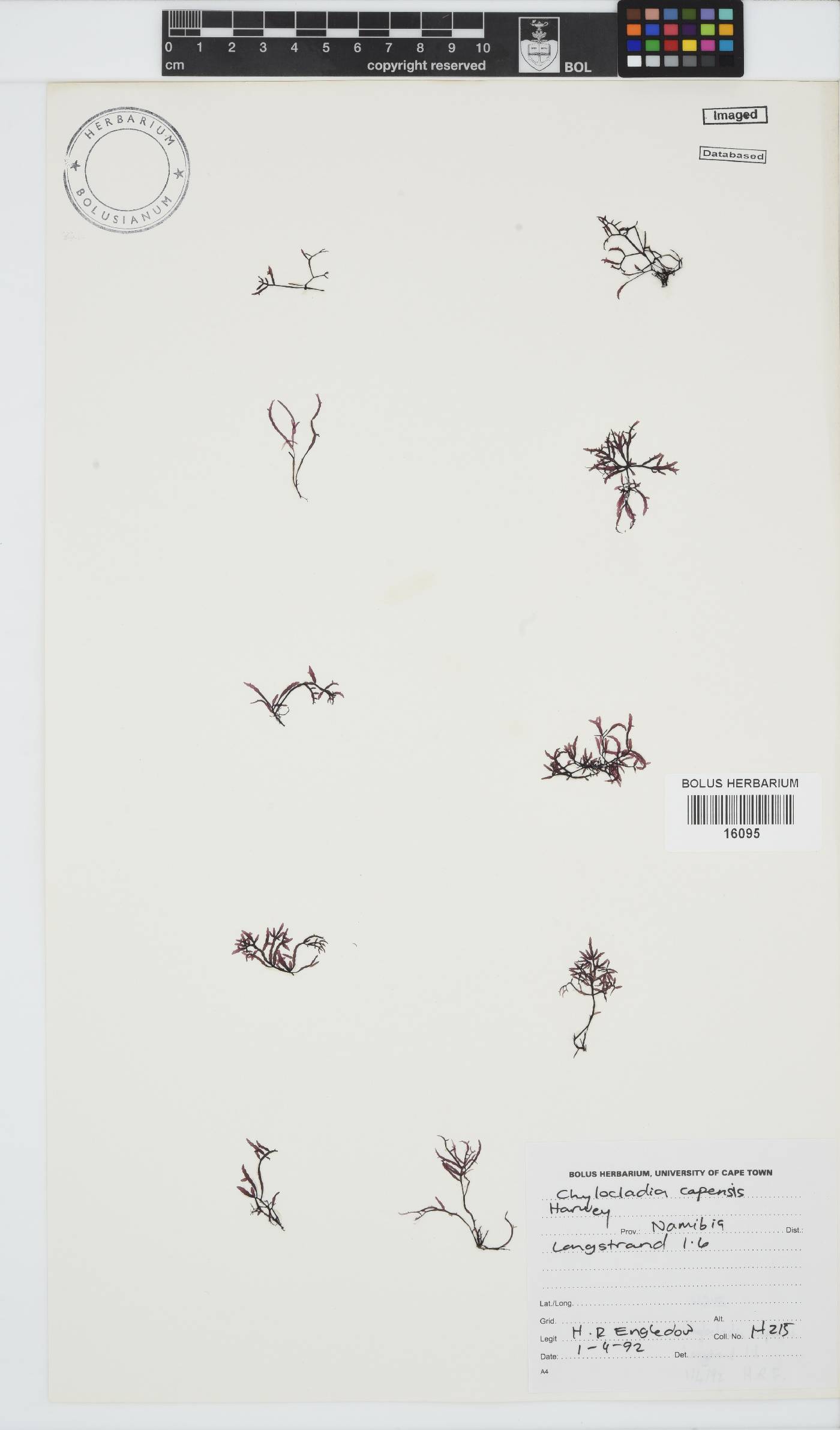 Chylocladia capensis image