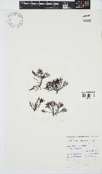 Chylocladia capensis image