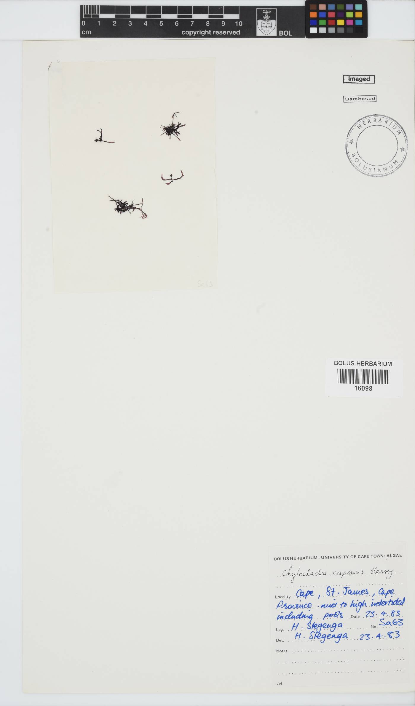 Chylocladia capensis image