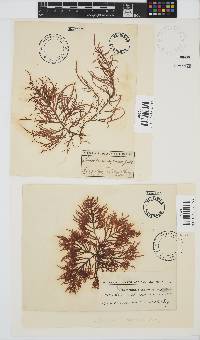 Chylocladia capensis image