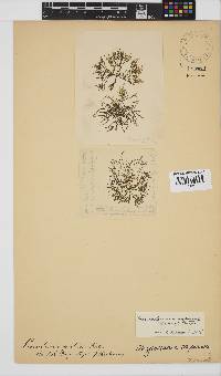 Chylocladia capensis image