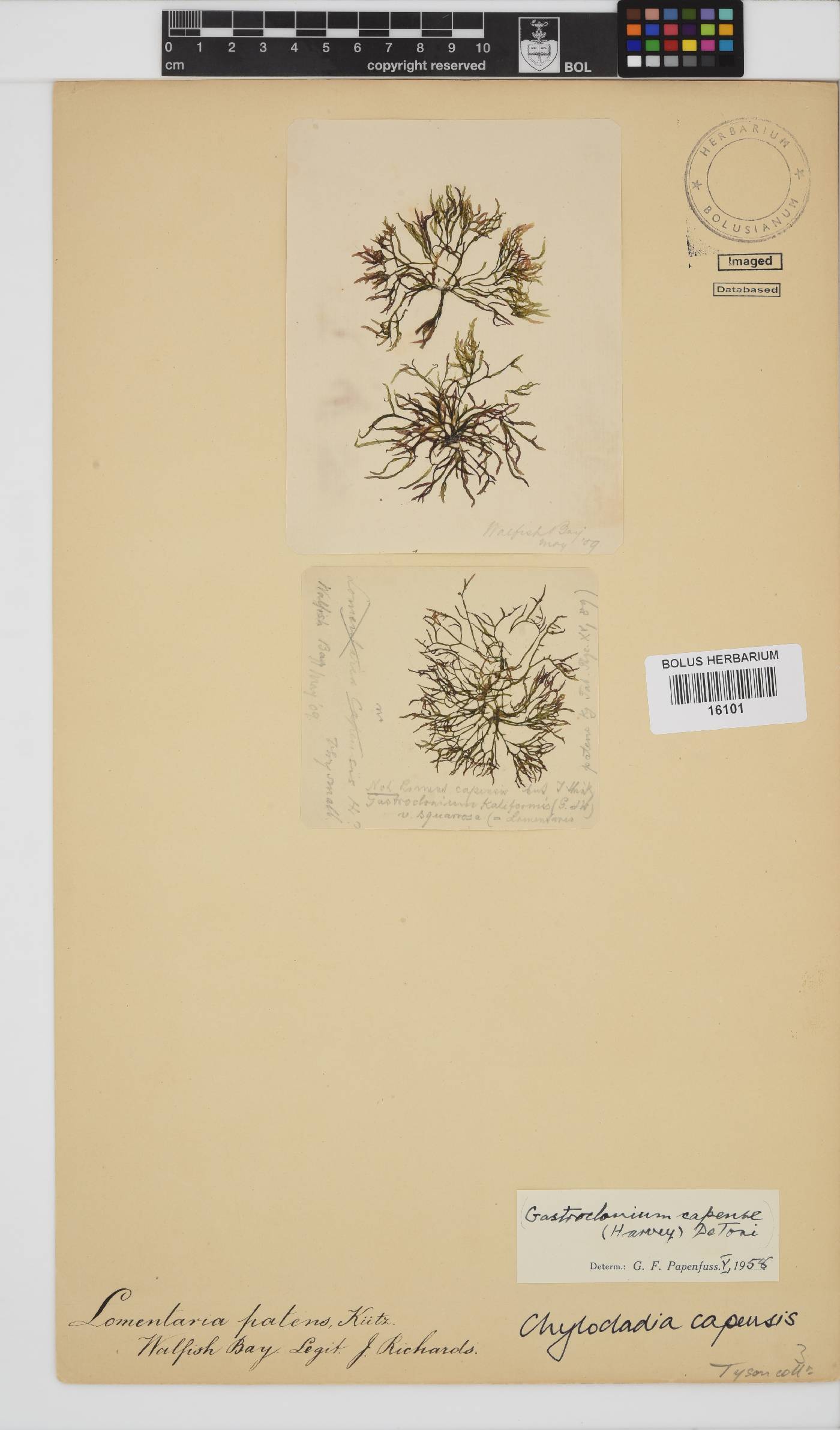 Chylocladia capensis image
