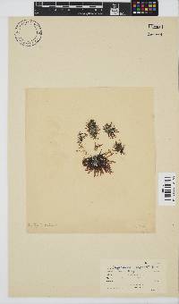 Chylocladia capensis image