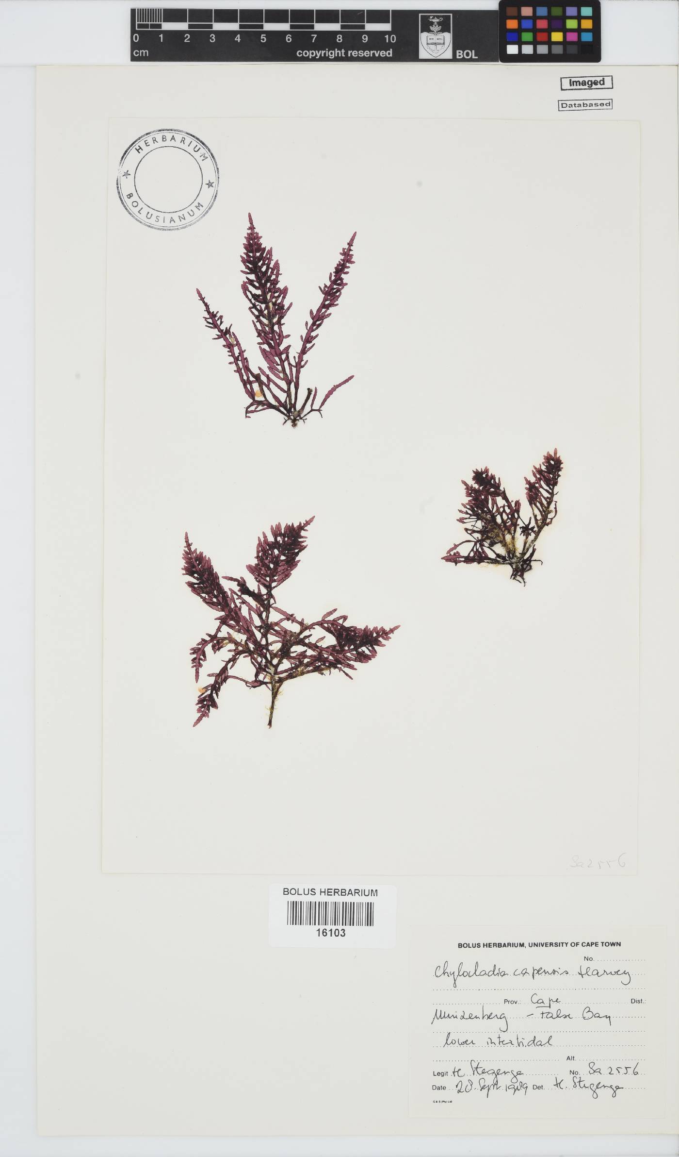 Chylocladia capensis image