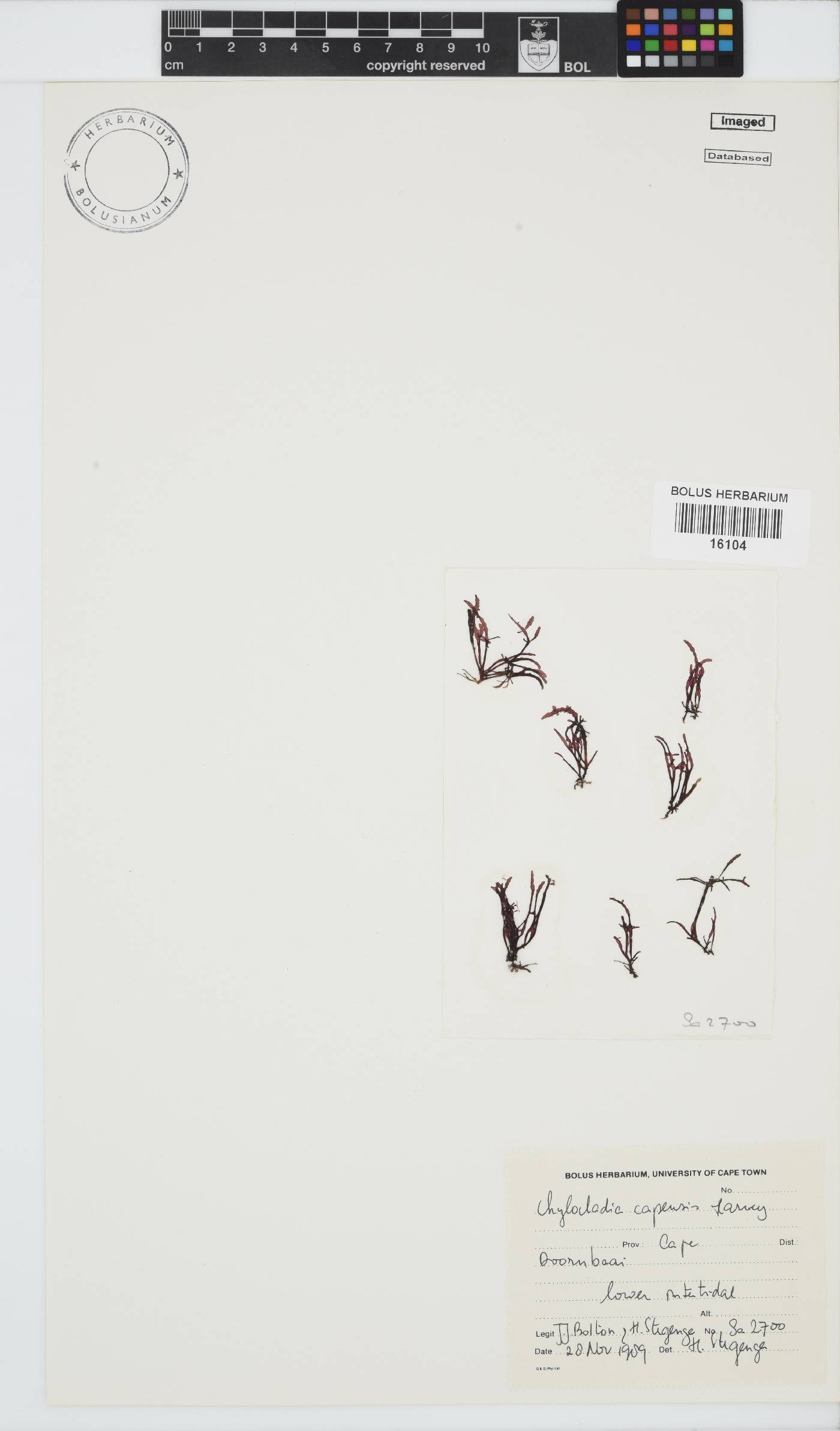 Chylocladia capensis image