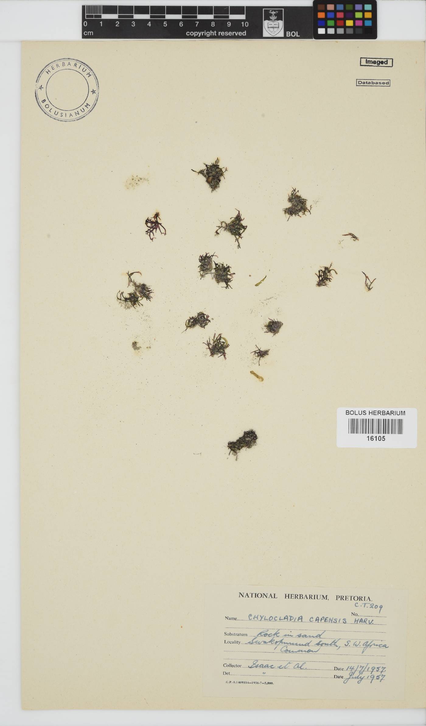 Chylocladia capensis image