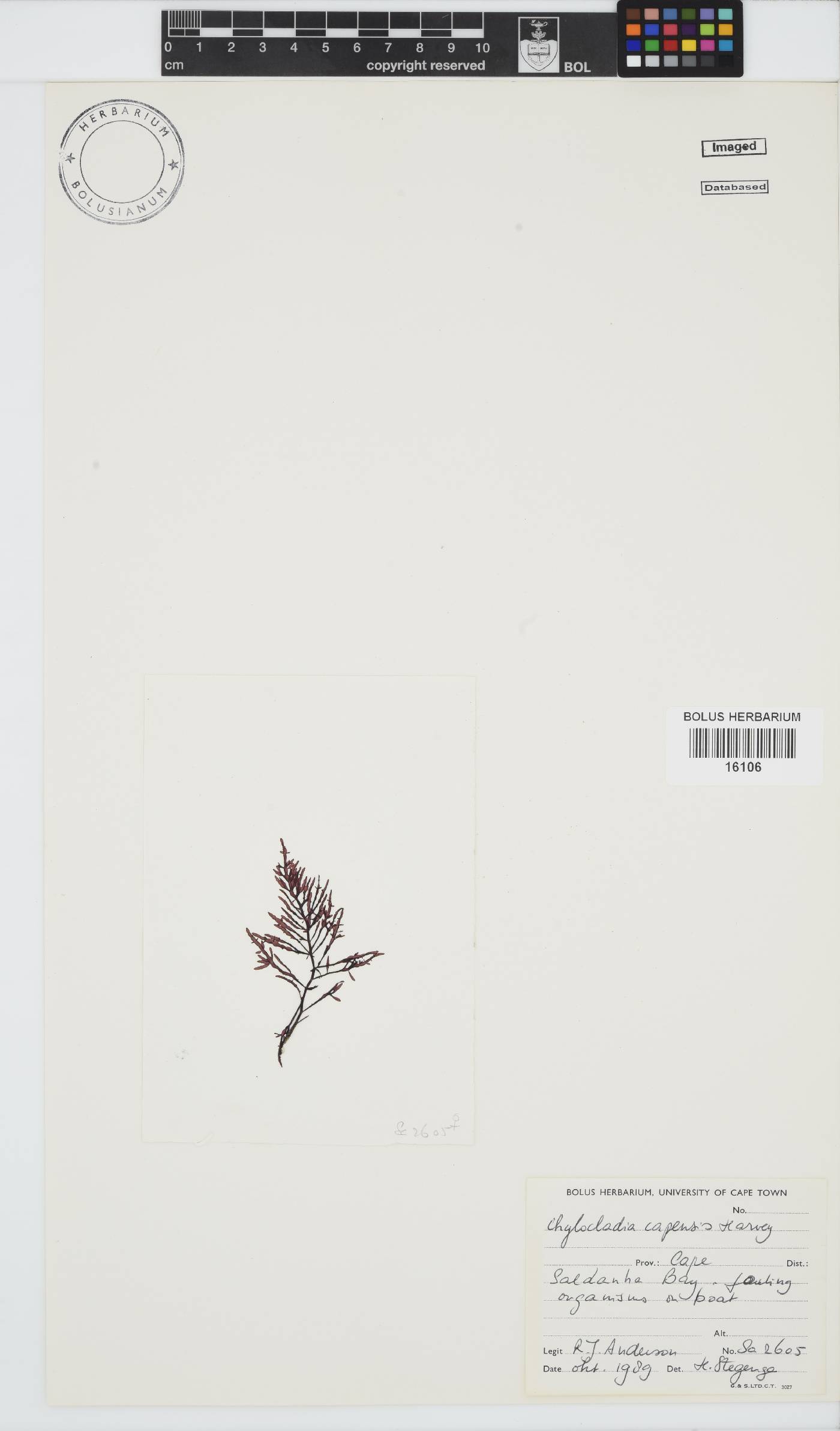 Chylocladia capensis image