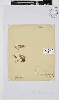 Chylocladia capensis image