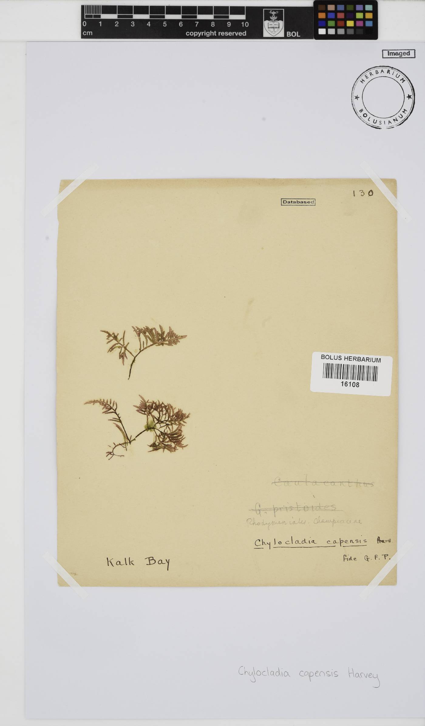 Chylocladia capensis image