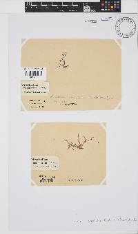 Acrosorium maculatum image