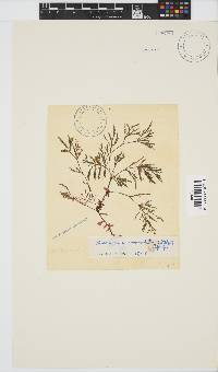 Acrosorium maculatum image