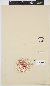 Acrosorium ciliolatum image