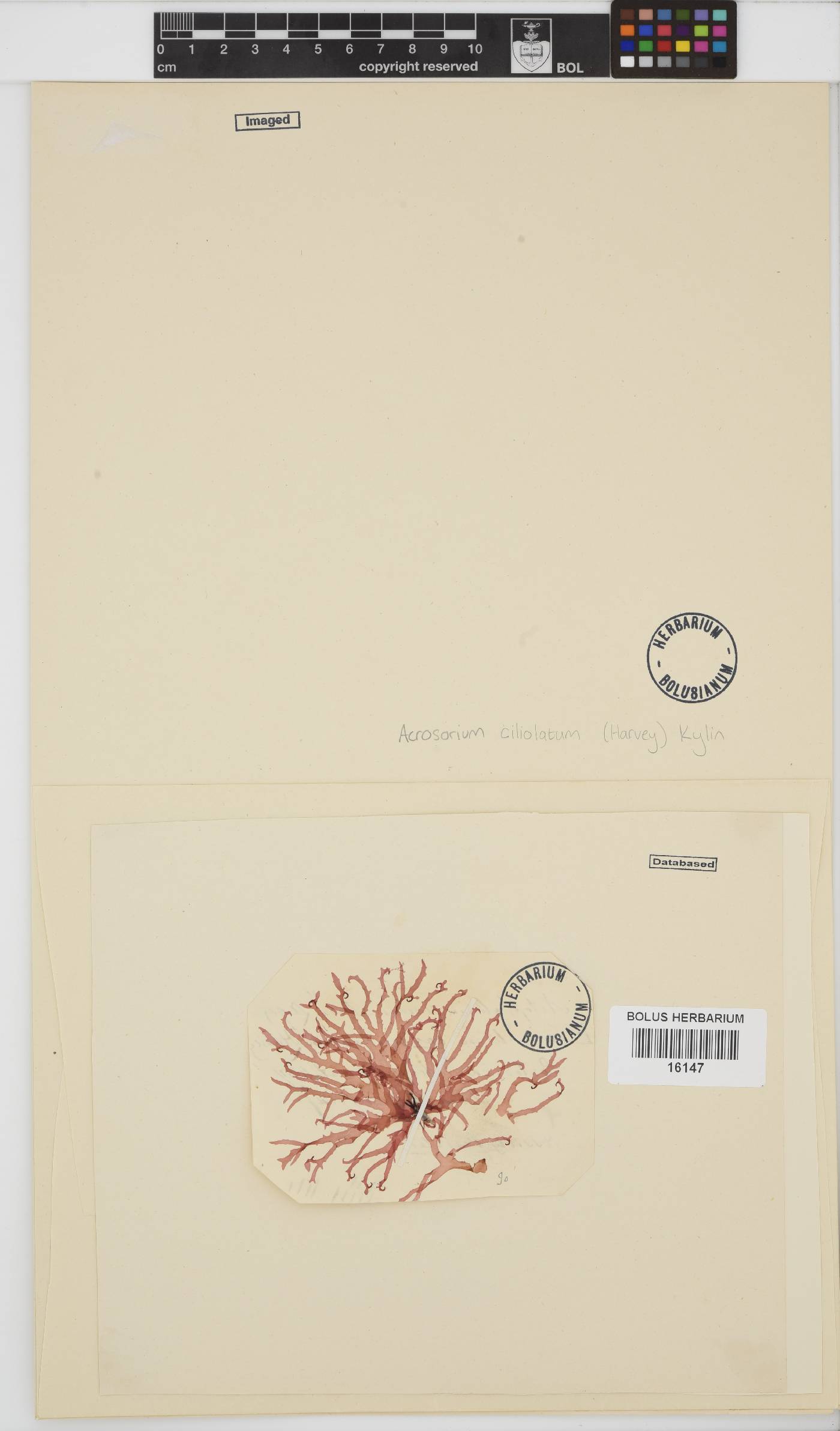 Acrosorium ciliolatum image