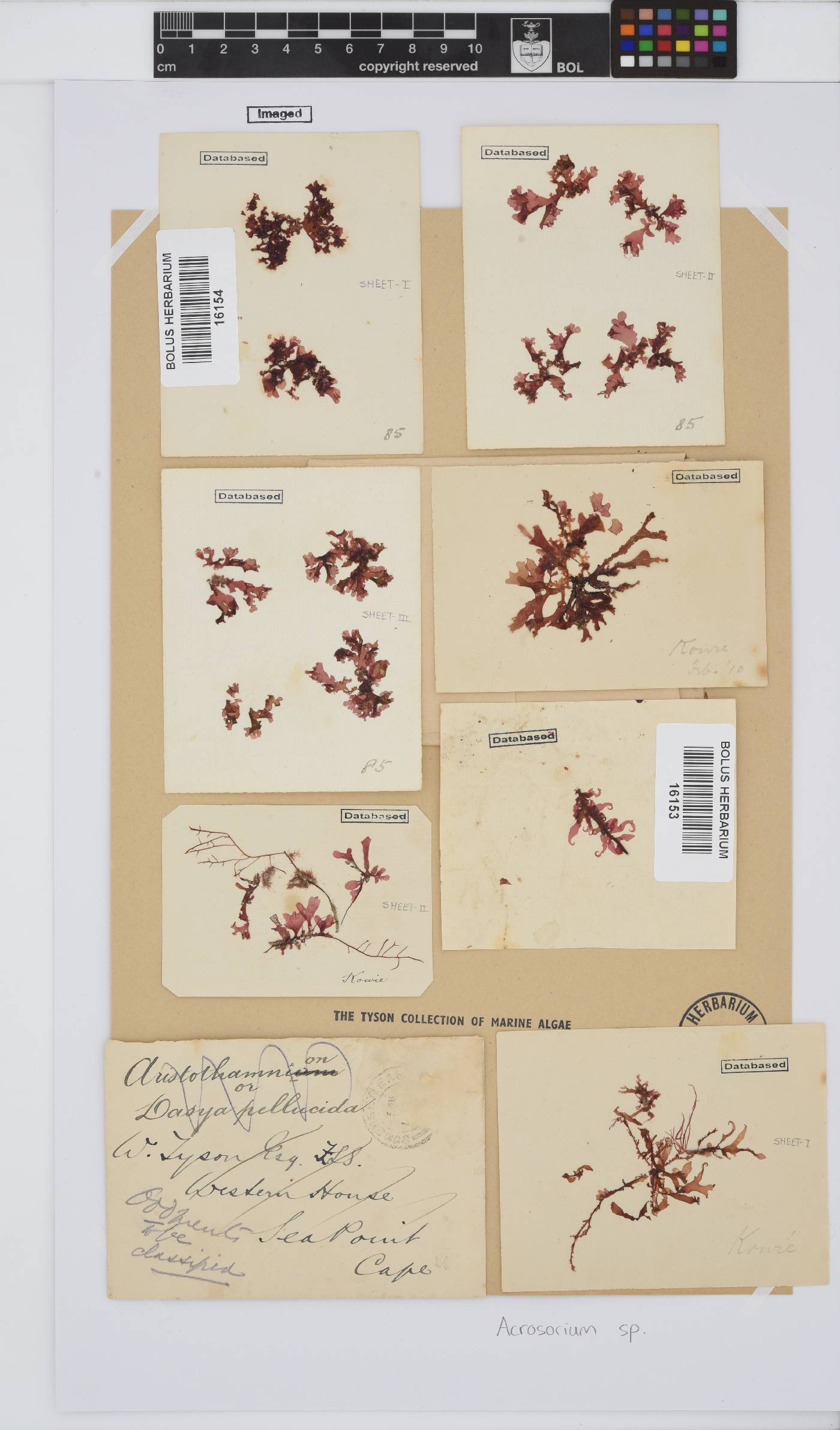 Acrosorium image