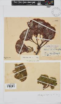 Image of Codiophyllum natalense