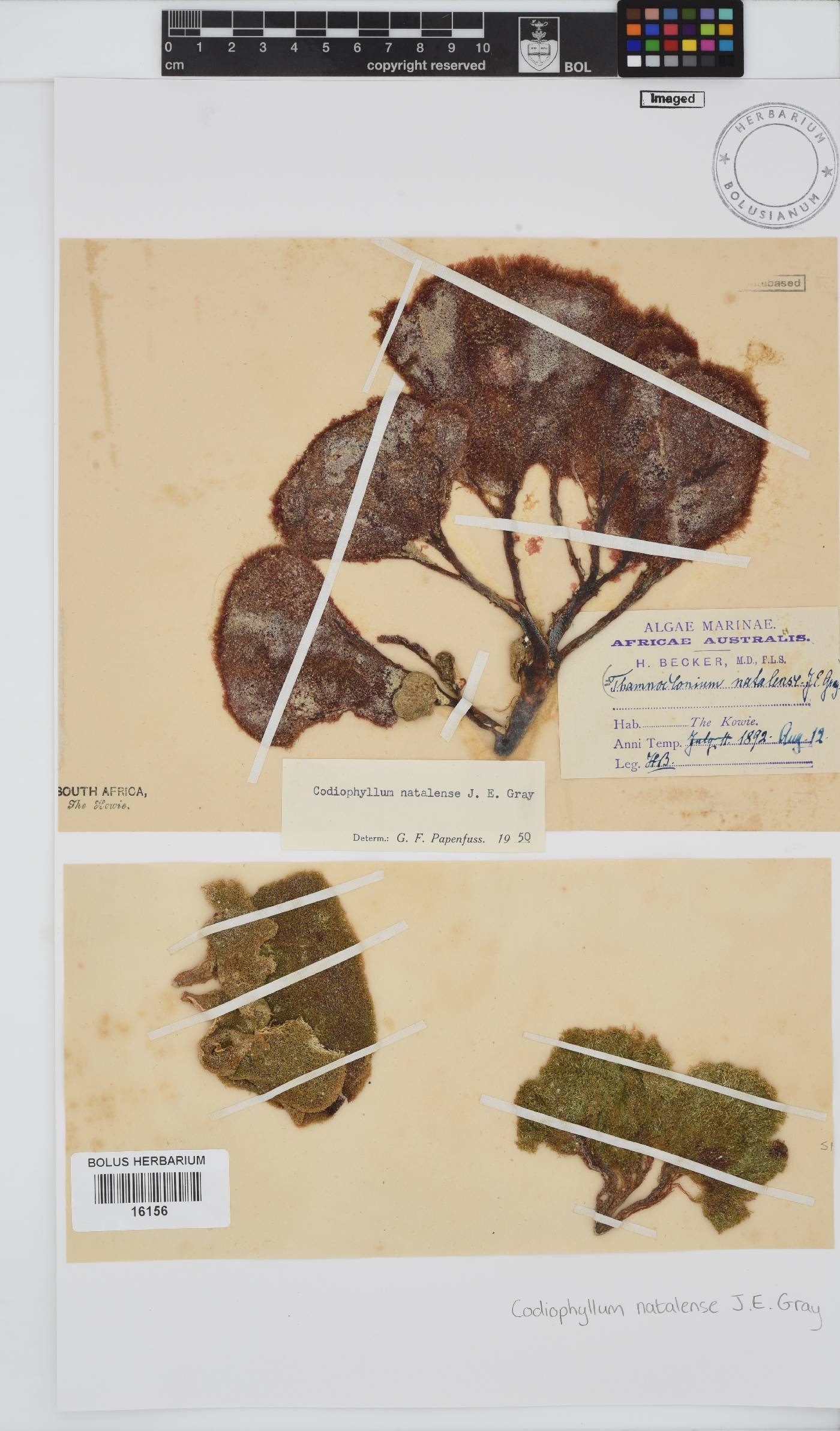 Codiophyllum natalense image